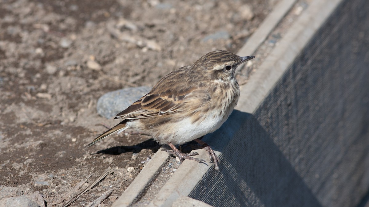 Pipit de Nouvelle-Zélande - ML157565351