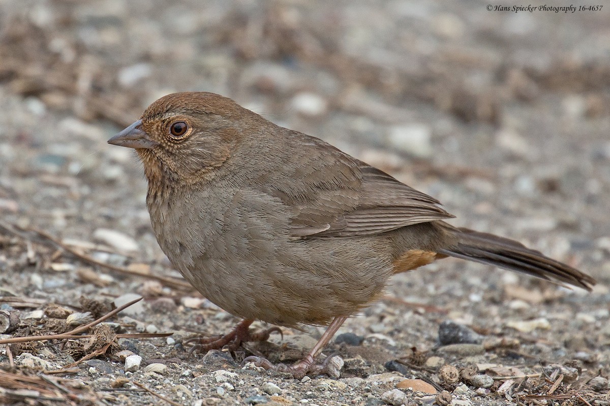 California Towhee - Hans Spiecker