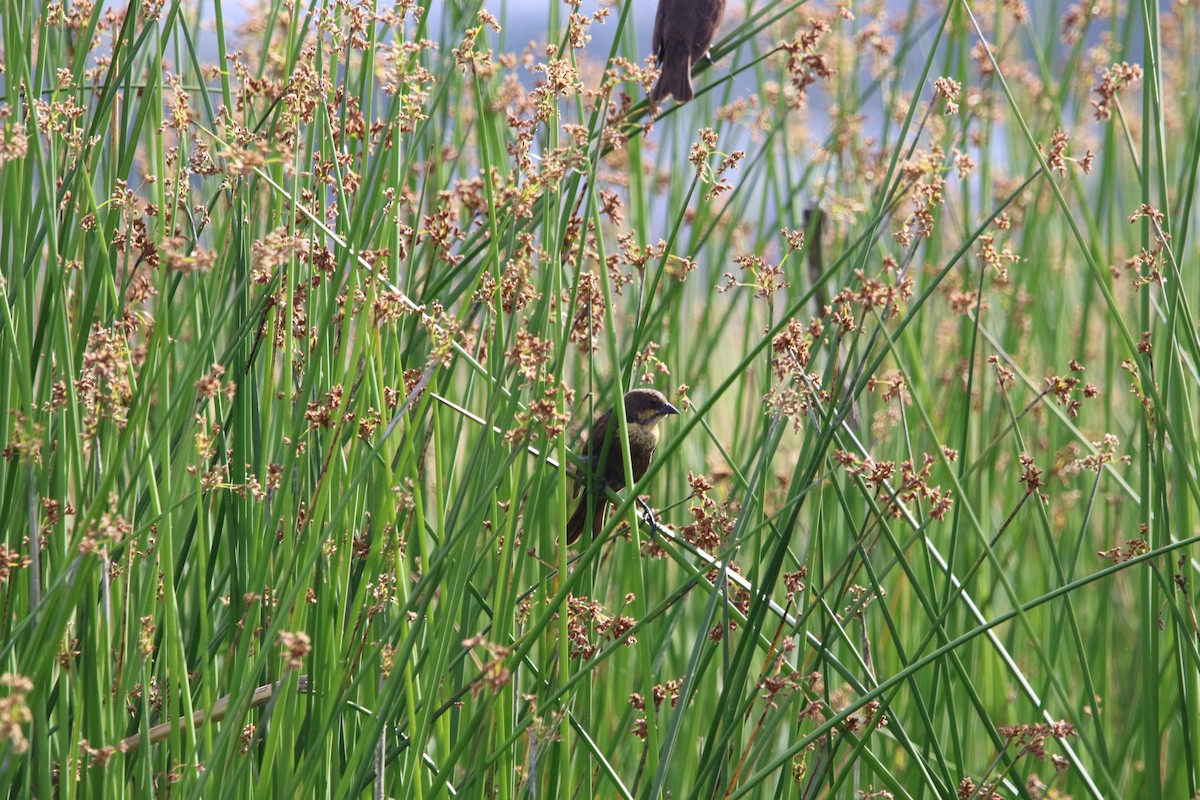 Yellow-headed Blackbird - ML157568591