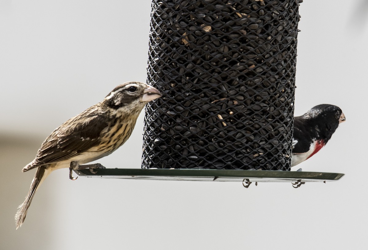 Rose-breasted Grosbeak - OA Danielson