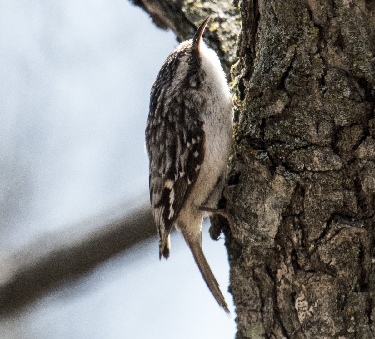 Brown Creeper - OA Danielson