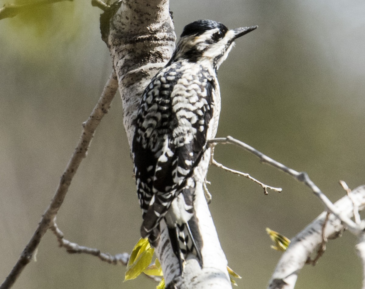 Yellow-bellied Sapsucker - ML157573861