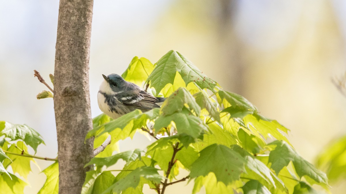 Blauwaldsänger - ML157574291