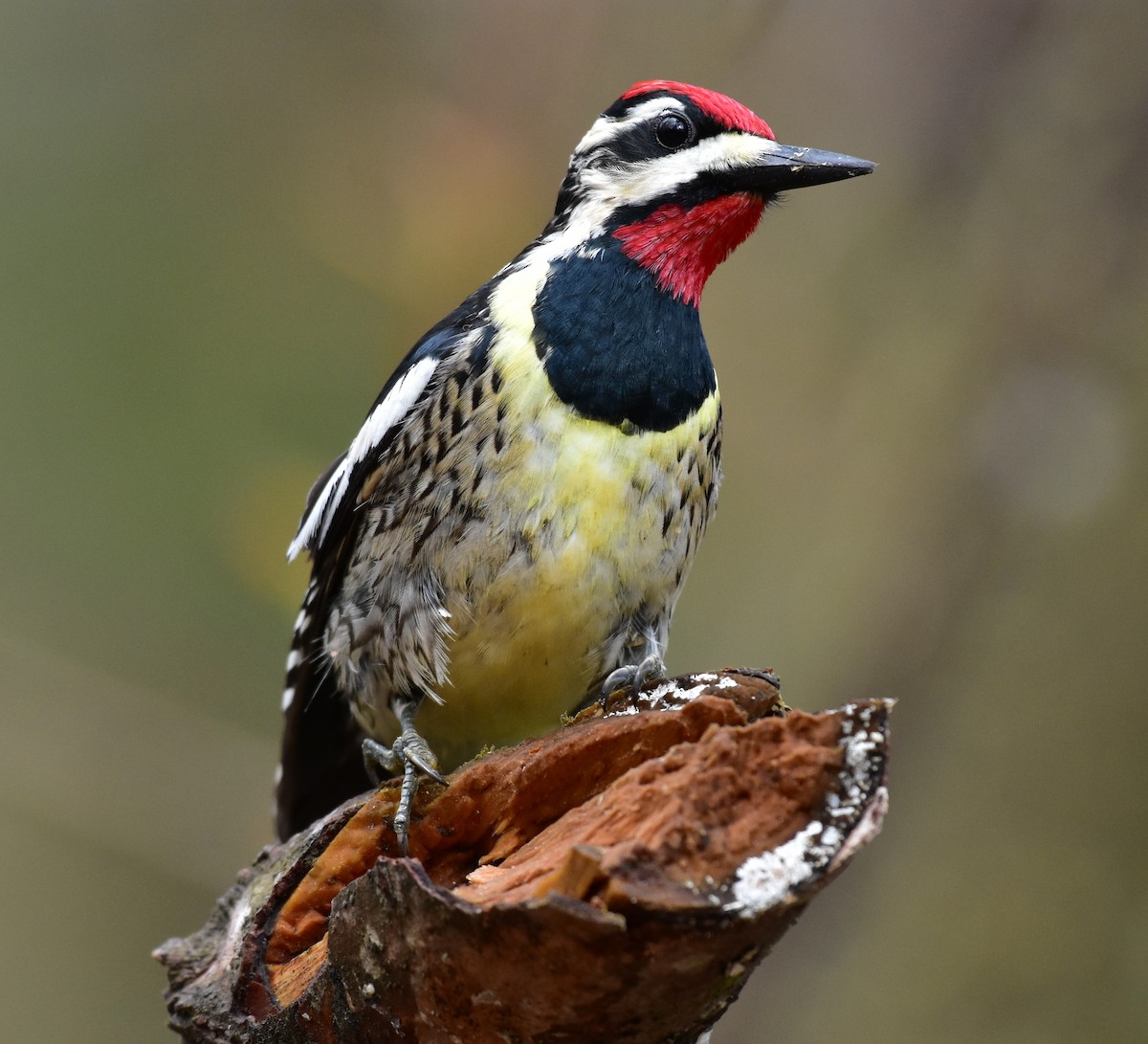 Yellow-bellied Sapsucker - ML157574821