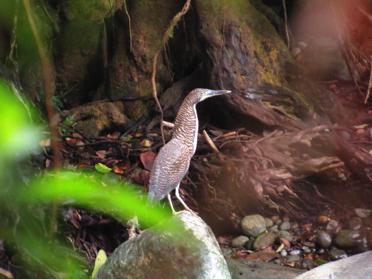 Fasciated Tiger-Heron - Vinny Pellegrino