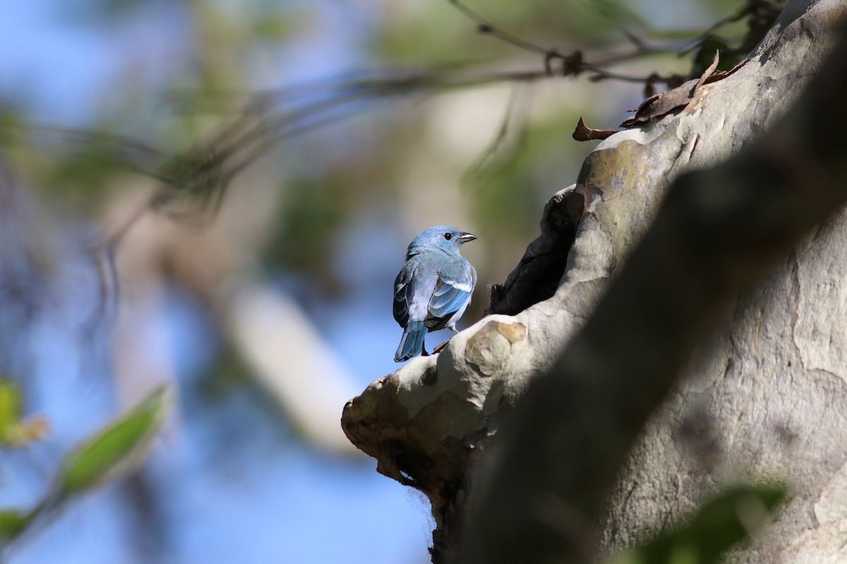 Blue-gray Tanager - ML157577611