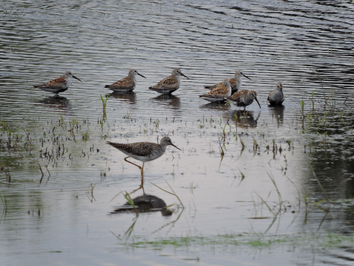 Dunlin - ML157577831