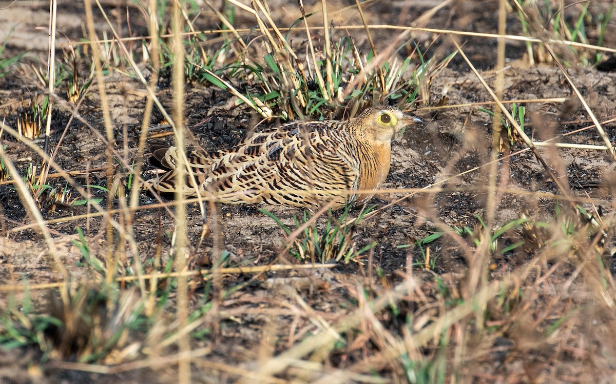 Four-banded Sandgrouse - ML157577851