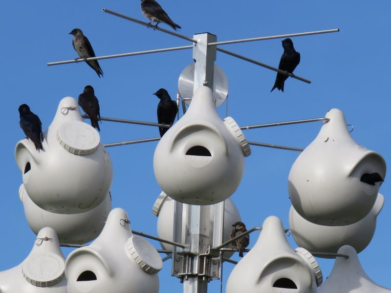 Purple Martin - ML157578021