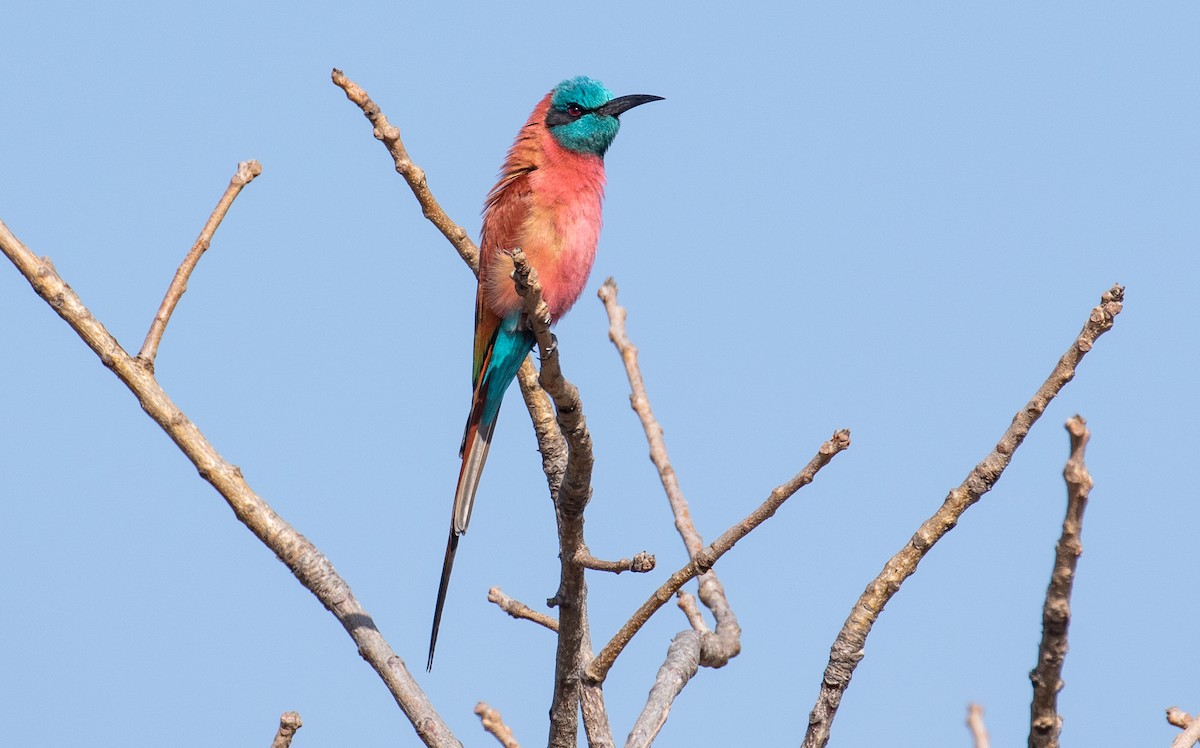 Northern Carmine Bee-eater - ML157579181