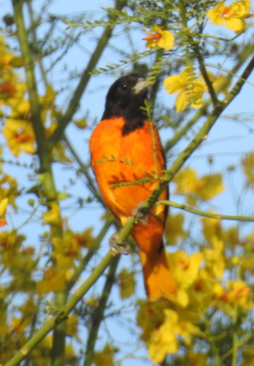 Baltimore Oriole - ML157581941