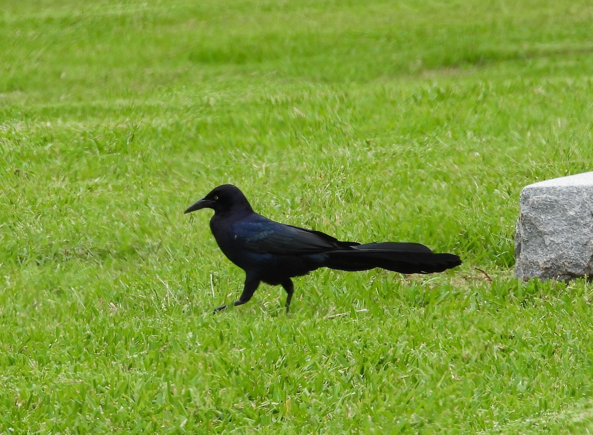 Great-tailed Grackle - ML157582211