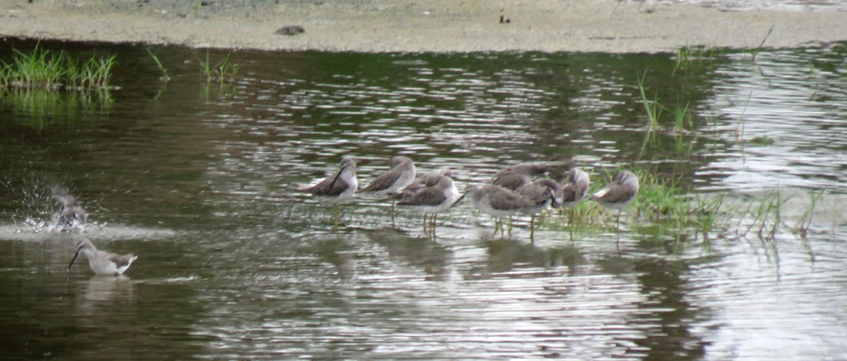 Stilt Sandpiper - ML157583491