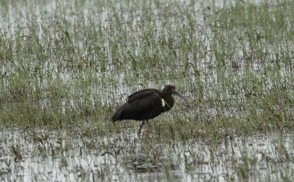 Glossy Ibis - Jane Tillman