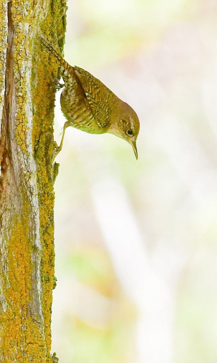 House Wren - ML157584711