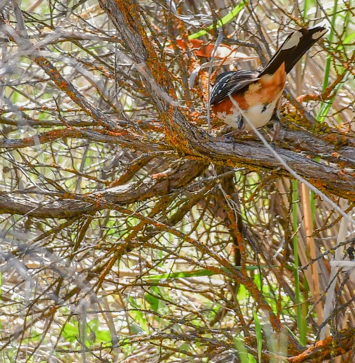 Spotted Towhee - ML157585111