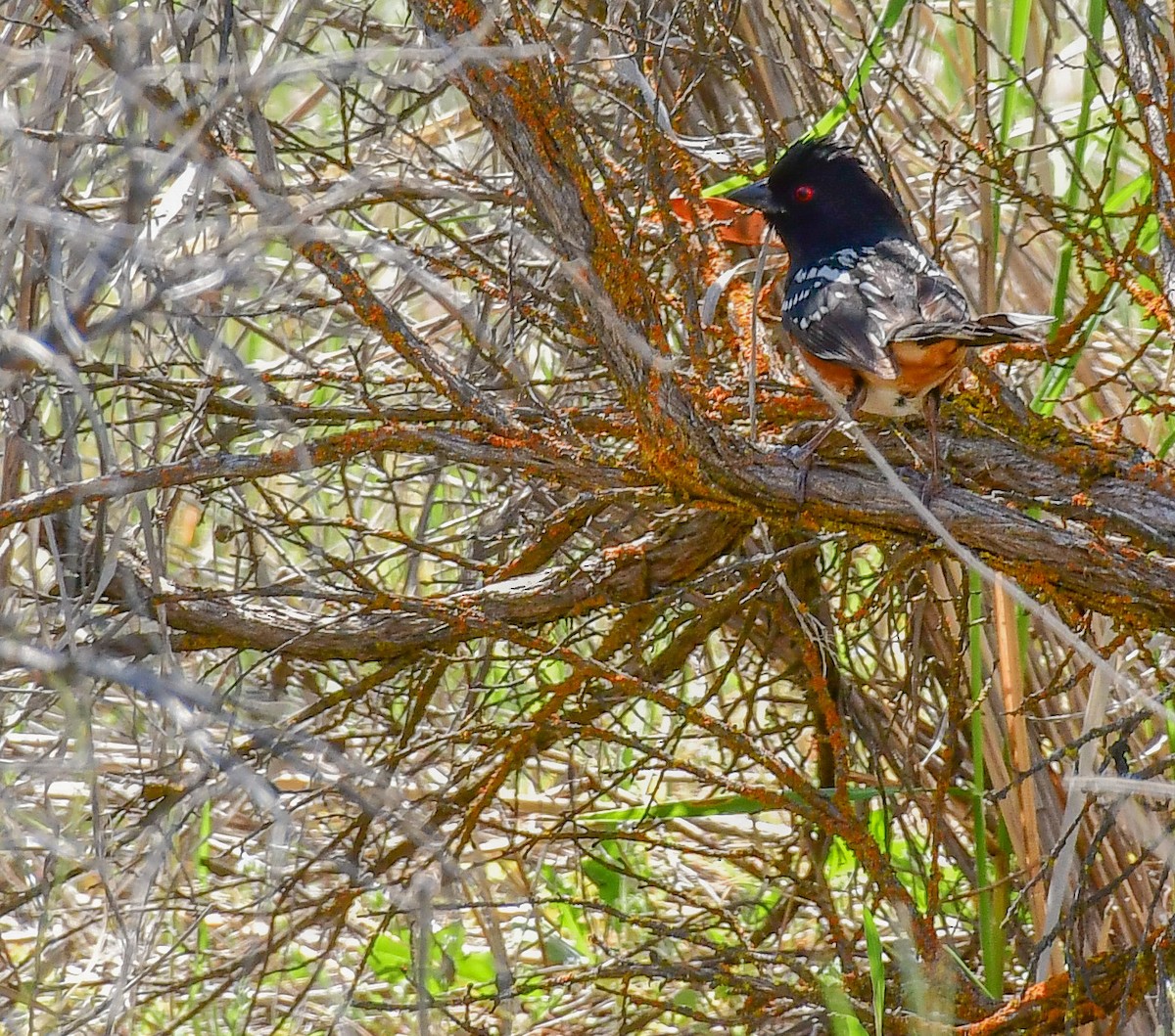 Spotted Towhee - ML157585121