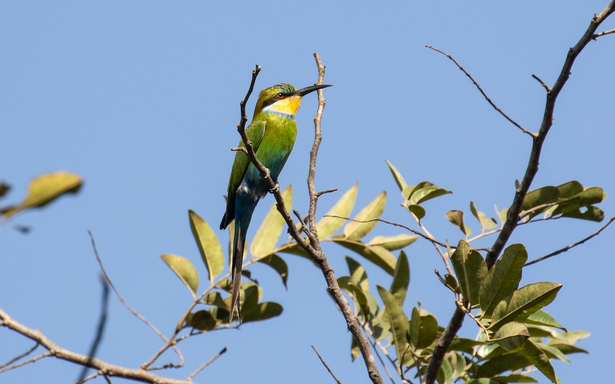 Swallow-tailed Bee-eater - James Kennerley