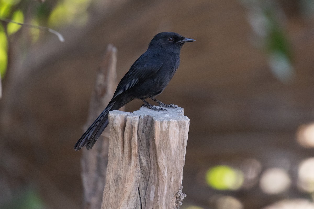 Northern Black-Flycatcher - James Kennerley