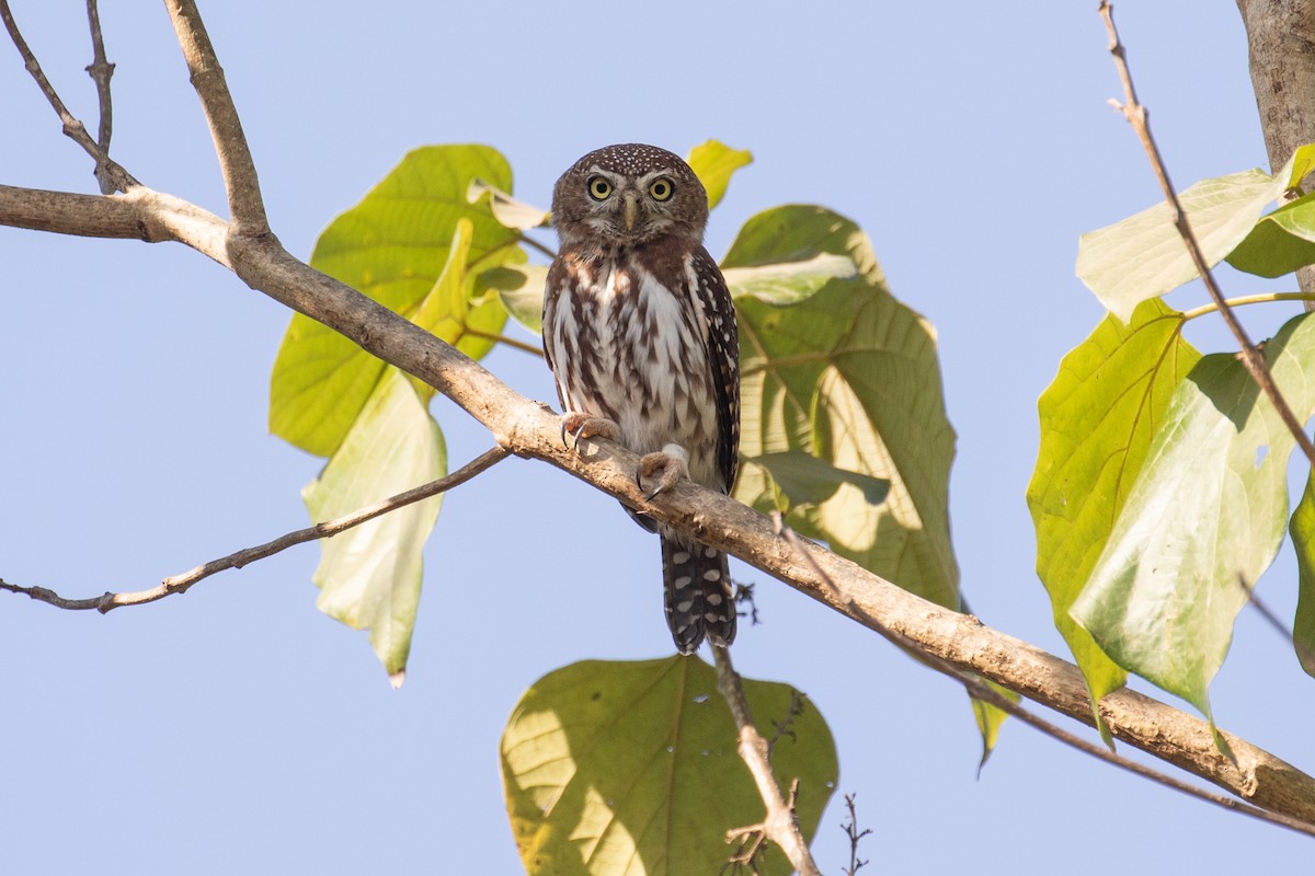 Pearl-spotted Owlet - ML157585691