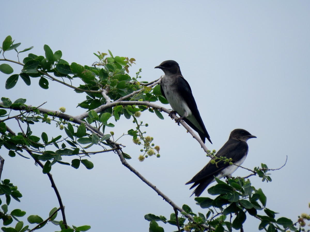 Gray-breasted Martin - ML157585961