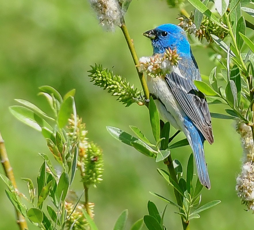 Lazuli Bunting - ML157586141