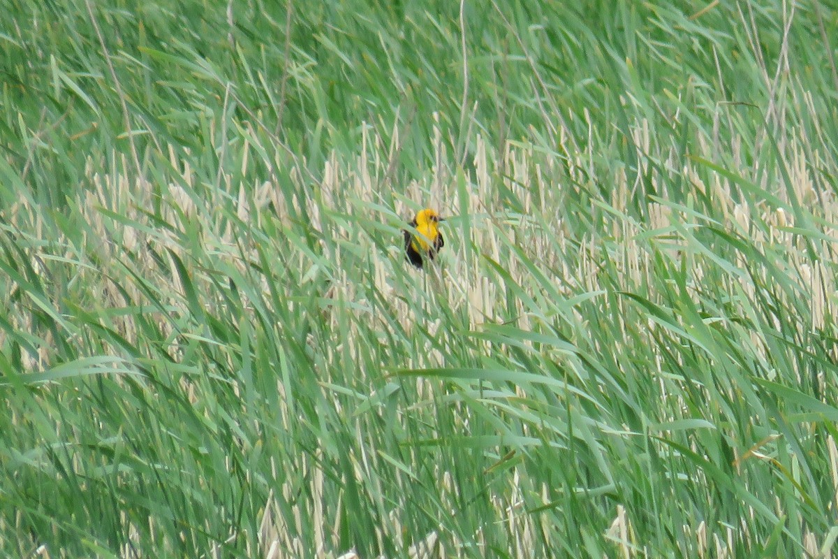 Yellow-headed Blackbird - ML157586931