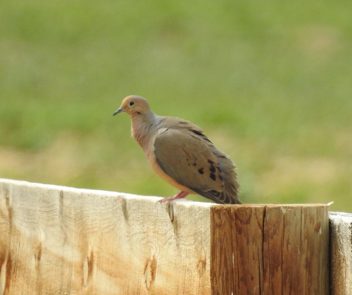 Mourning Dove - ML157588391