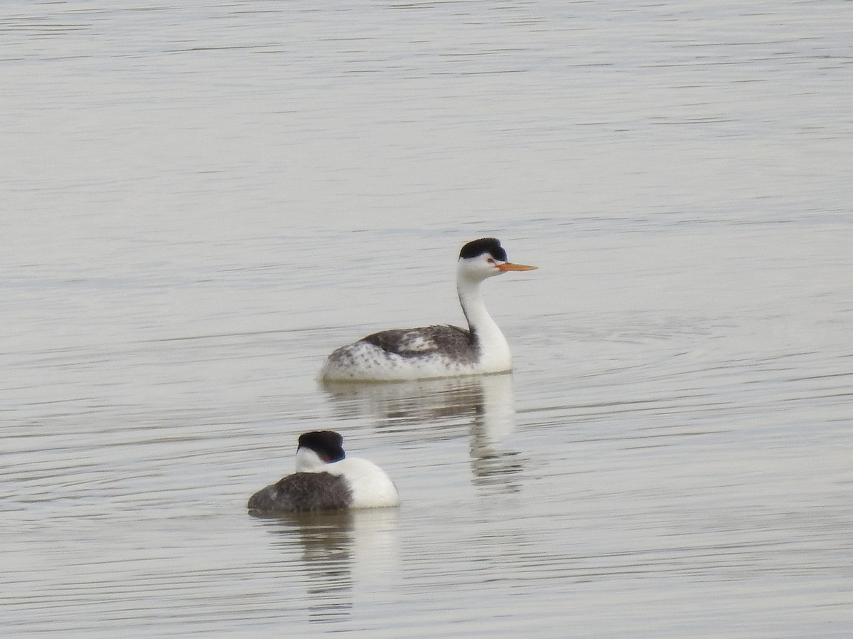 Clark's Grebe - ML157588921