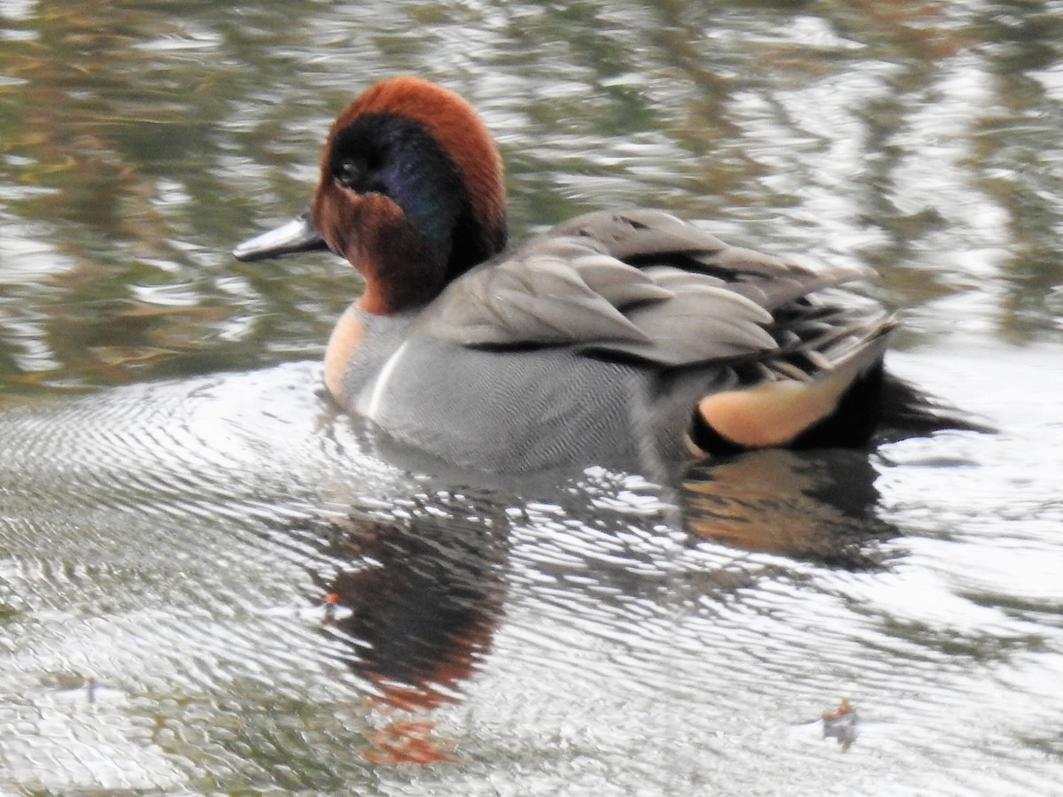 Green-winged Teal - ML157588961