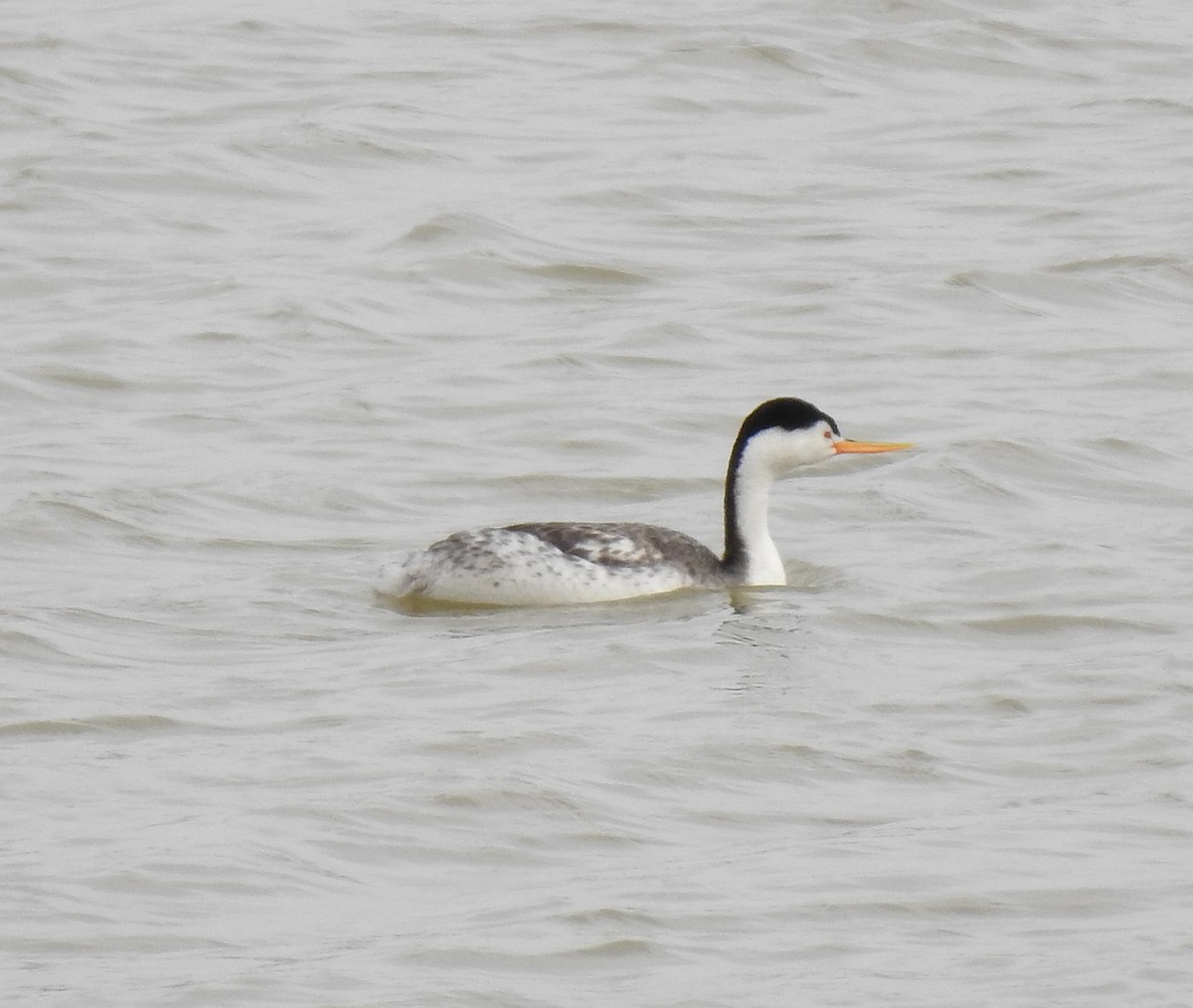 Clark's Grebe - Glenn Pearson