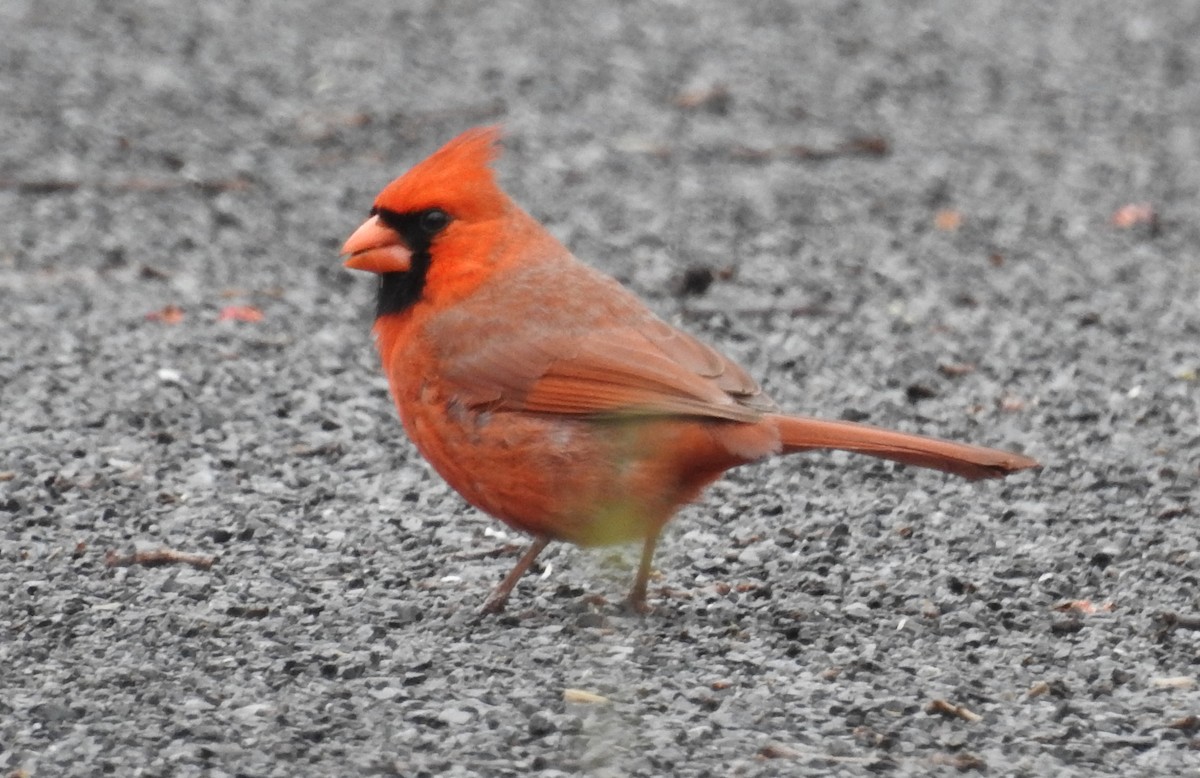 Cardinal rouge - ML157591441