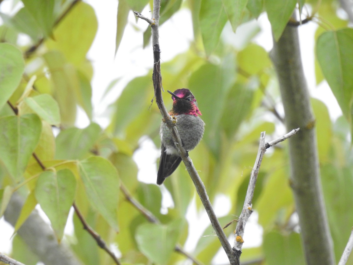 rødmaskekolibri - ML157591751