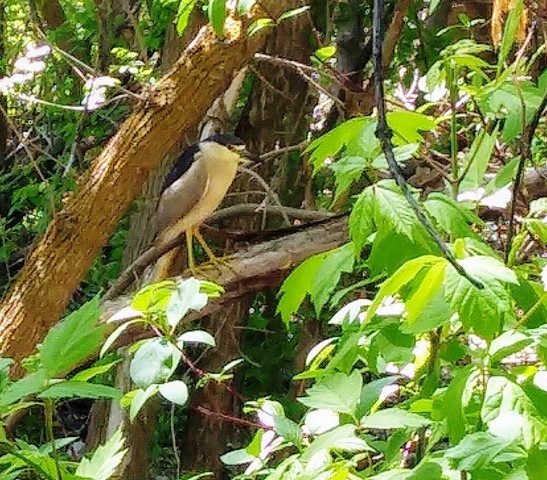 Black-crowned Night Heron - Kristin Purdy