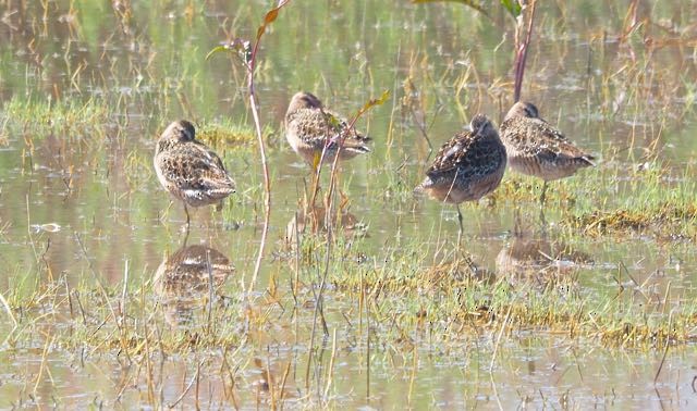 Long-billed Dowitcher - ML157597941