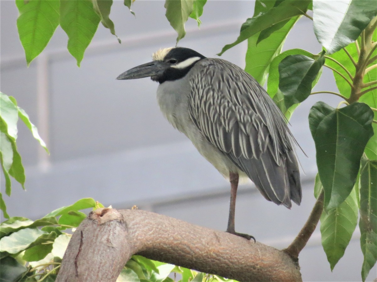 Yellow-crowned Night Heron - ML157598171