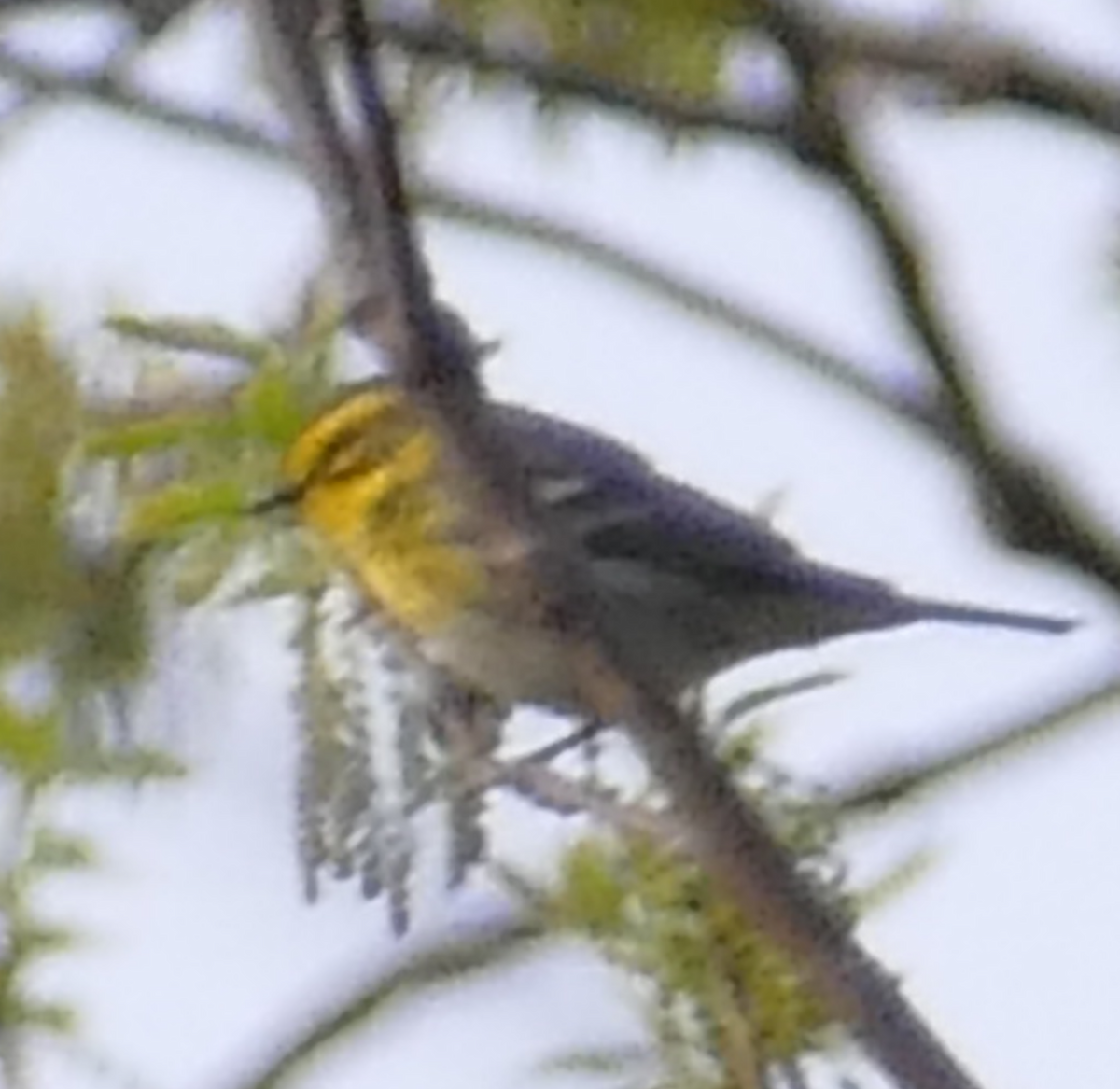 Townsend's Warbler - ML157599751
