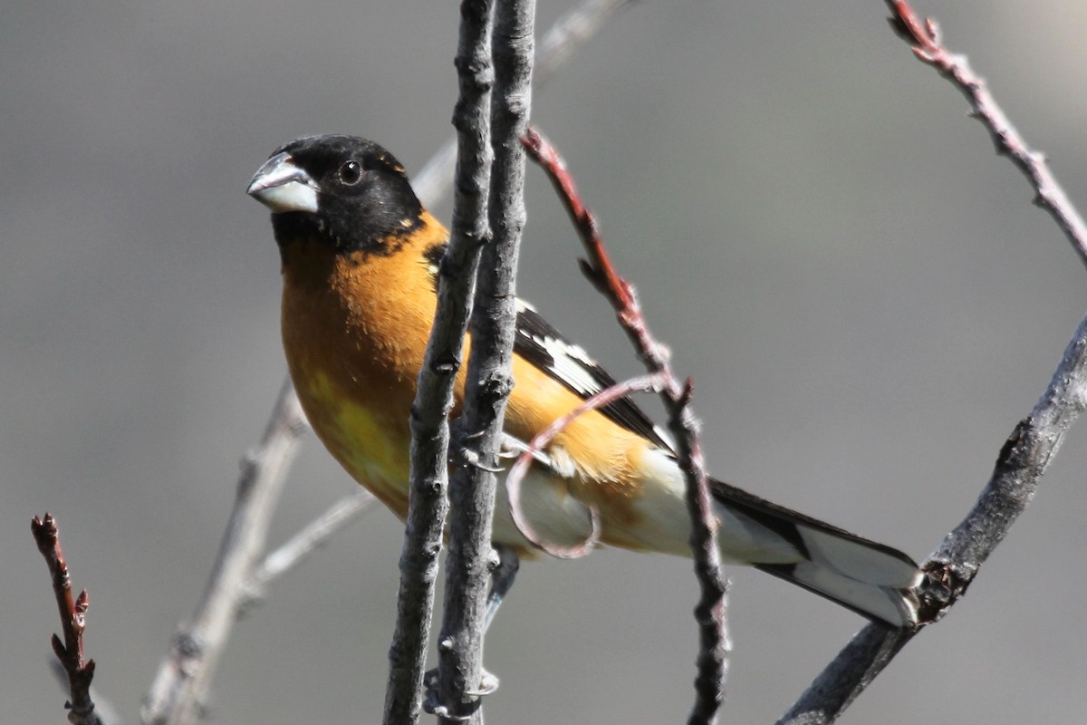 Black-headed Grosbeak - ML157601171