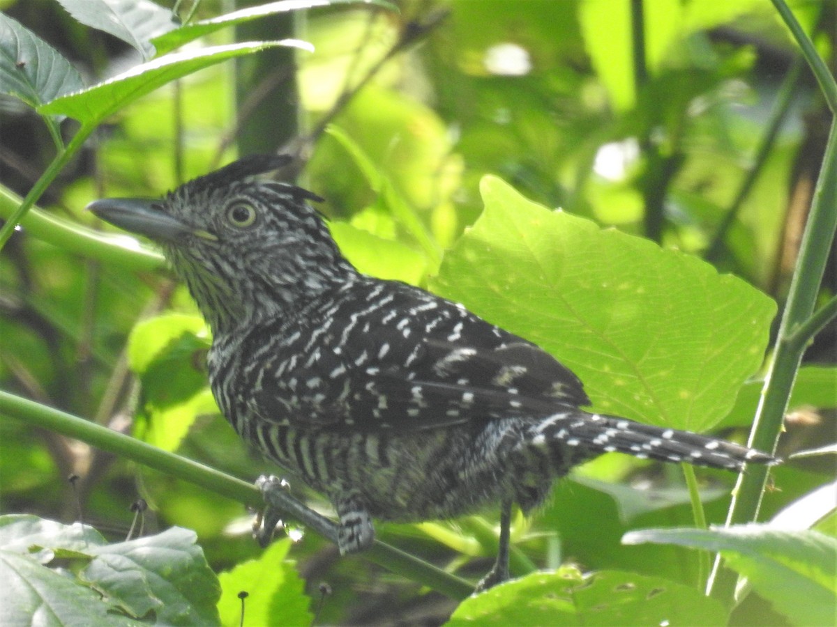 Barred Antshrike - ML157601191