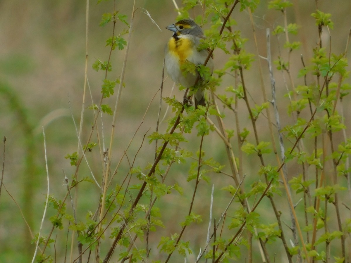 Dickcissel - ML157602061