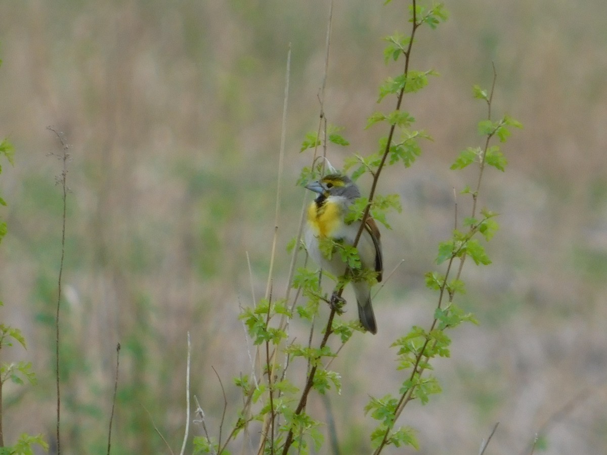 Dickcissel - ML157602081