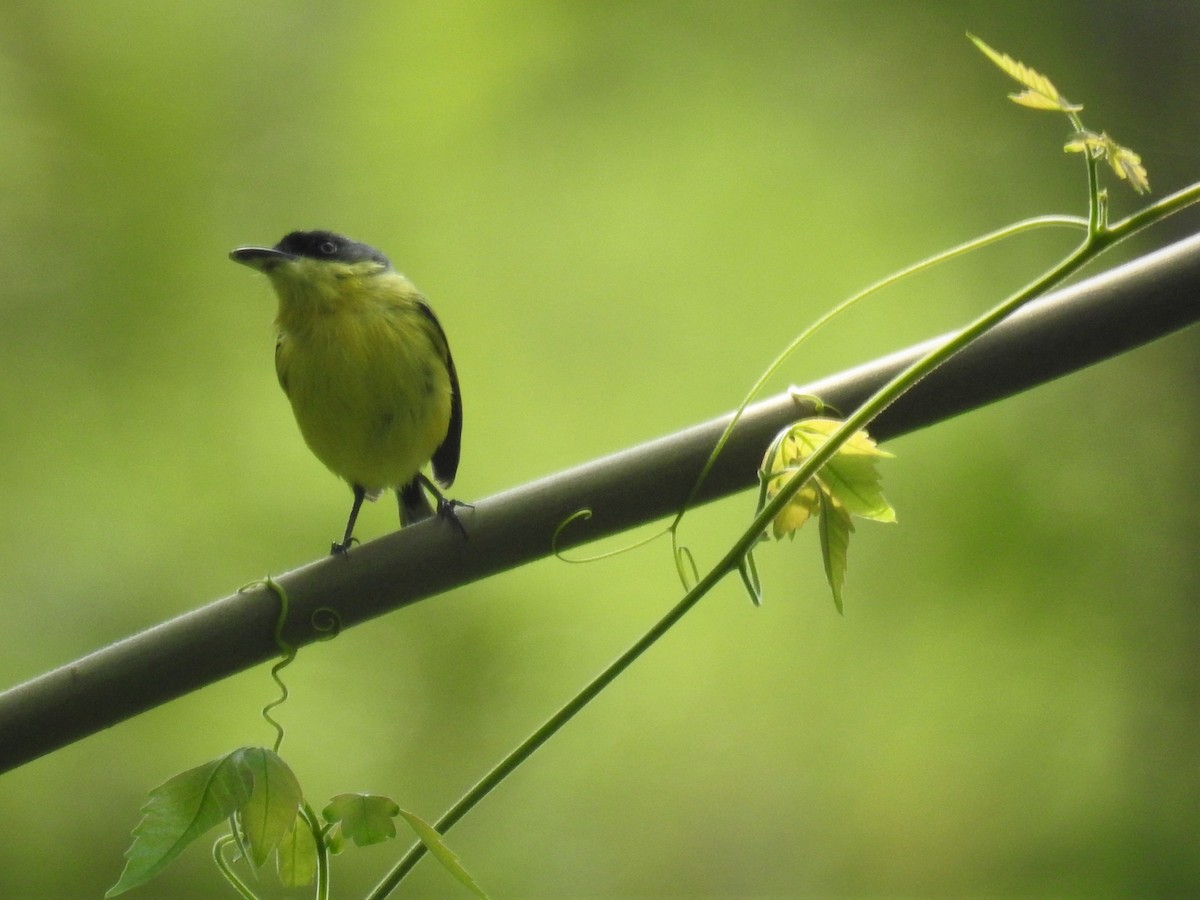 Common Tody-Flycatcher - ML157602321