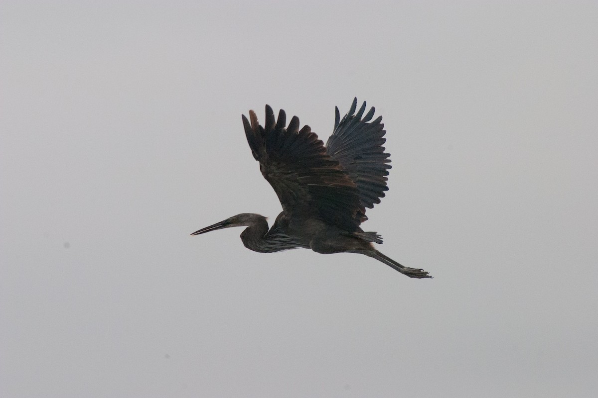 Great-billed Heron - ML157603641