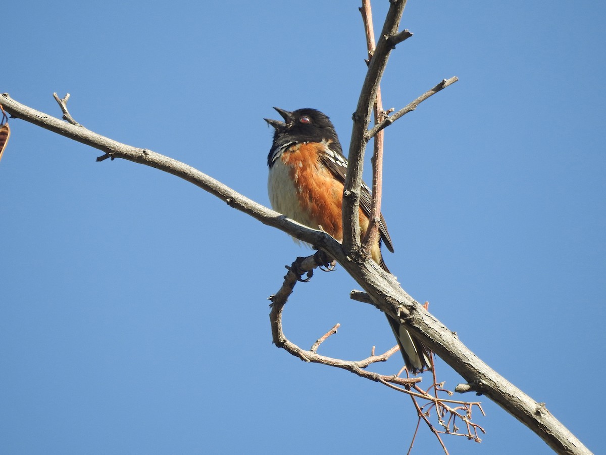 Spotted Towhee - Mary Rumple