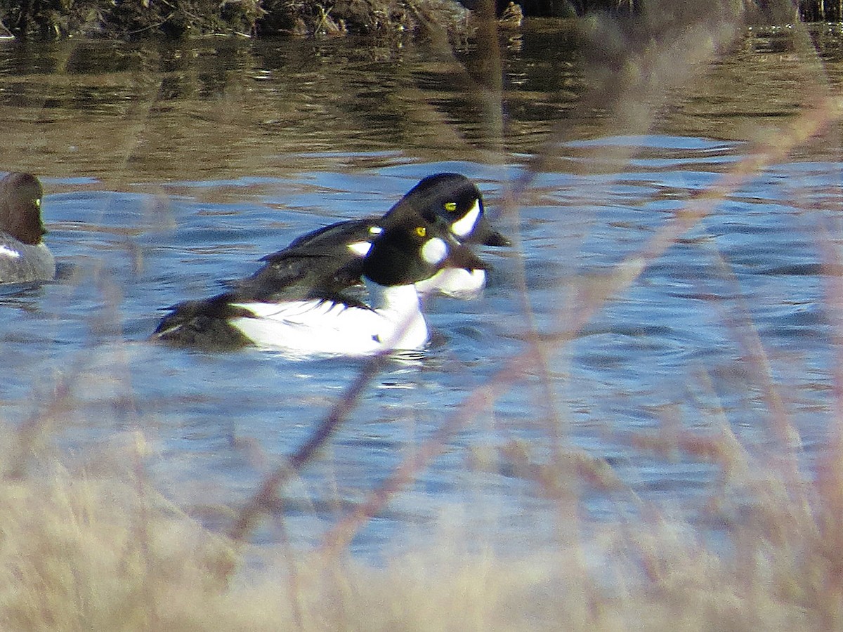 Barrow's Goldeneye - ML157603811