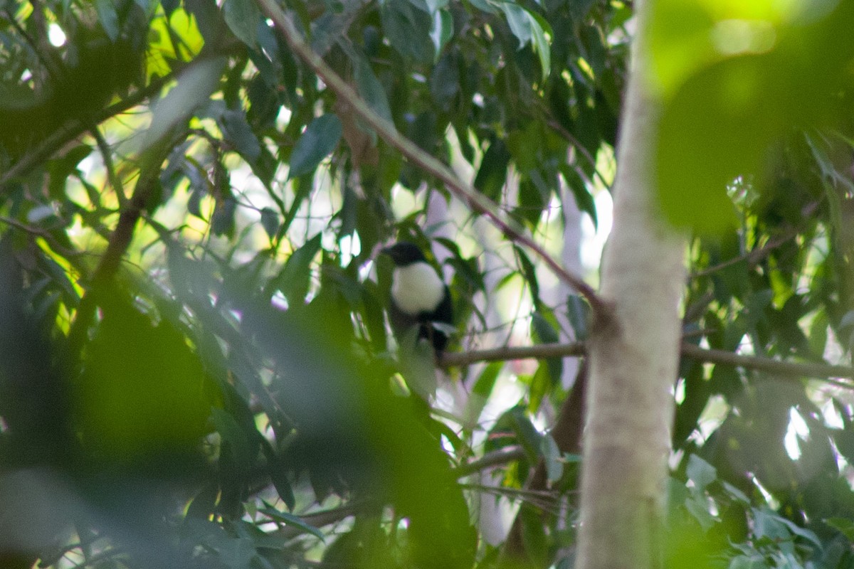 White-necked Myna - ML157603911