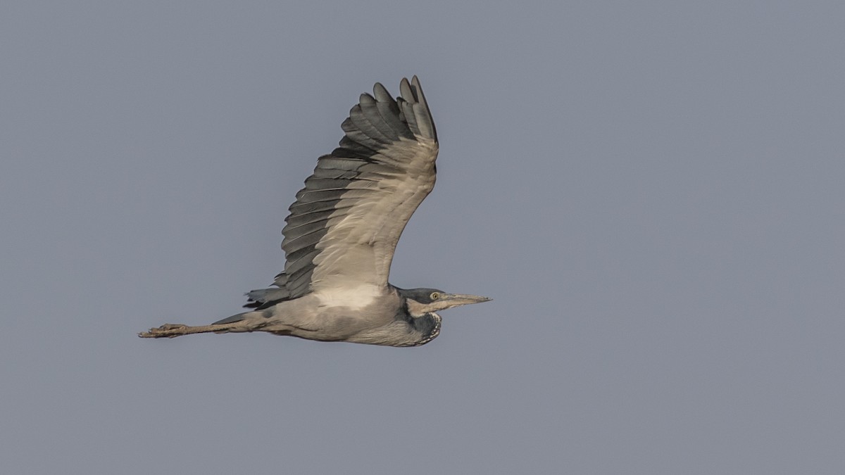 Black-headed Heron - ML157604401