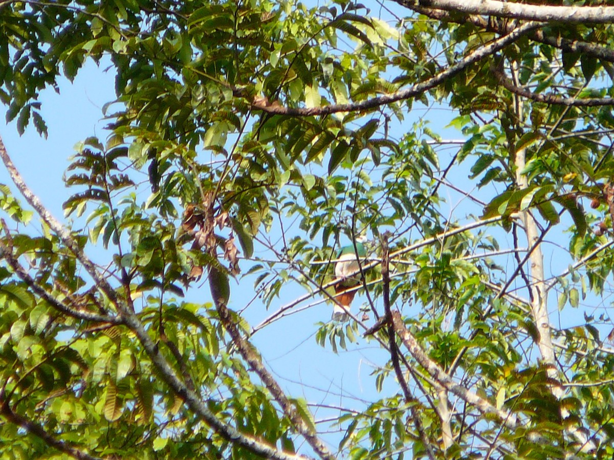 White-bellied Imperial-Pigeon - ML157604531