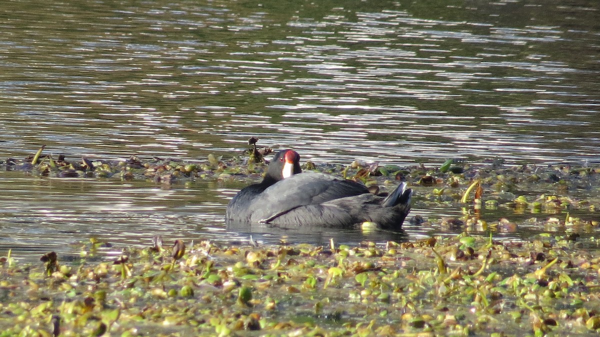 Slate-colored Coot - ML157604571