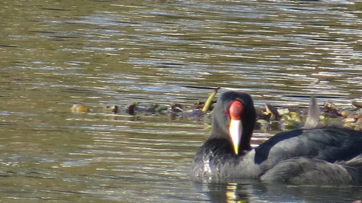 Slate-colored Coot - ML157604581